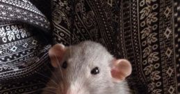 Fat Rat