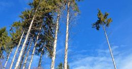 Windblow