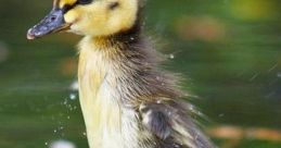 Ducks The of a duck screaming can be quite alarming to hear. The high-pitched, piercing cry is unmistakable and can send