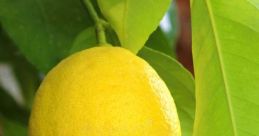 Limon Lemon