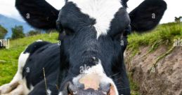 Vaca