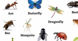 Bugs Can