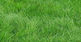 Pasto