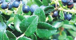 Huckleberry