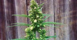 Marijuana
