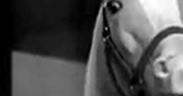 Mister Ed TV Show