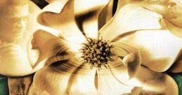 Magnolia Movie
