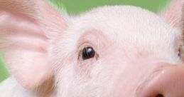 Piglet