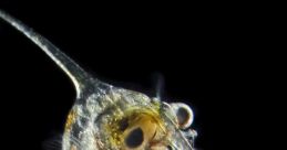 Plankton