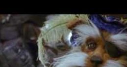 Sir Didymus