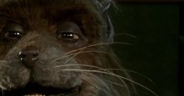 Splinter