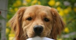 Dogs Love