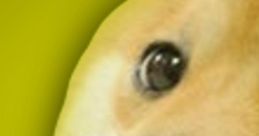 Doge Meme Doge Meme