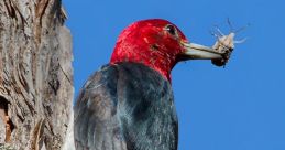 Bird Calls s Bird Calls s