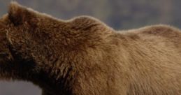 Bears