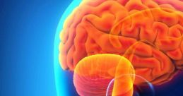 Brain