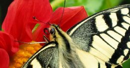 Butterflies