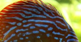 Fish Fish clips and quotes. #fish #make a difference