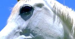 Horses Horses clips and quotes.
