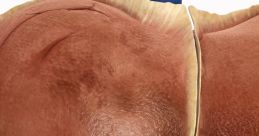 Liver