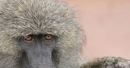 Monkeys Monkeys clips and quotes.