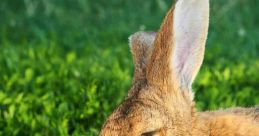 Rabbits