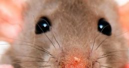 Rats