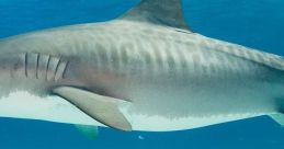 Sharks