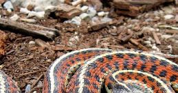 Snakes Snakes clips and quotes.