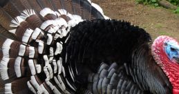 Turkeys