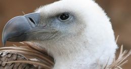 Vultures