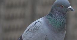 Pigeon