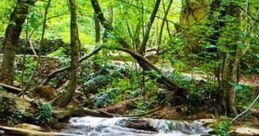 Large Nature s
