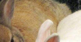 Rabbit and Bunny