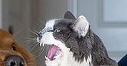 Funny Animal Funny made by funny animals.