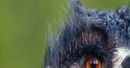 Ostrich and Emu