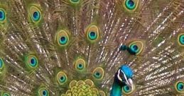 Peacock Peacock is surely among the most beautiful and gorgeous appearing pheasants in the world. Enjoy some of the great