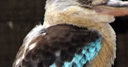 Kookaburra Kookaburas make a call which is uncannily like loud, echoing human laughter. They mark their territories with