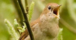 Nightingale bird perched on a branch, singing with its beak wide open, surrounded by lush green foliage.