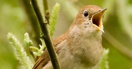 Nightingale Bird Sounds