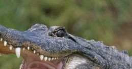 Alligator