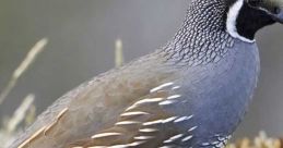 Quail Bird