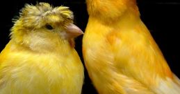 Canary Bird