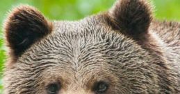 Bear For some, bears represent a great wellspring of spiritual insight. For others it is a matter of respect and for other