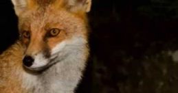 Nocturnal Animal Nocturnal animals are more active at night than during the day. We hear unknown and our imagination runs