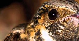 Whippoorwill Bird