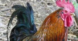 Chicken