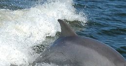 Dolphin