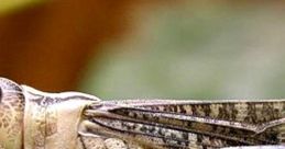 Crickets Crickets are known for their chirp (which only male crickets can do; the male wings have ridges that act like an