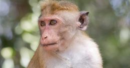Monke Oooh ah